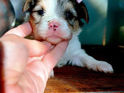 Merle Yorkies Puppies