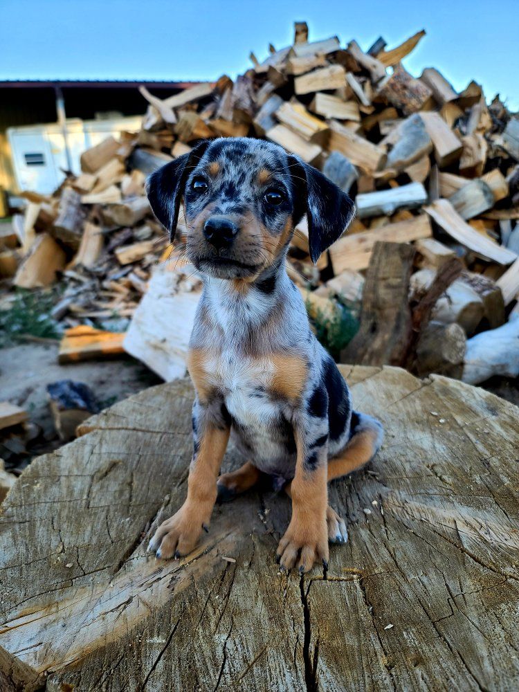 Working/Outdoor Dog