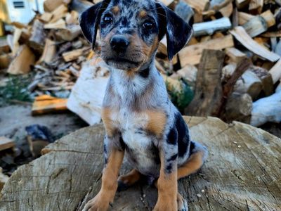 Working/Outdoor Dog