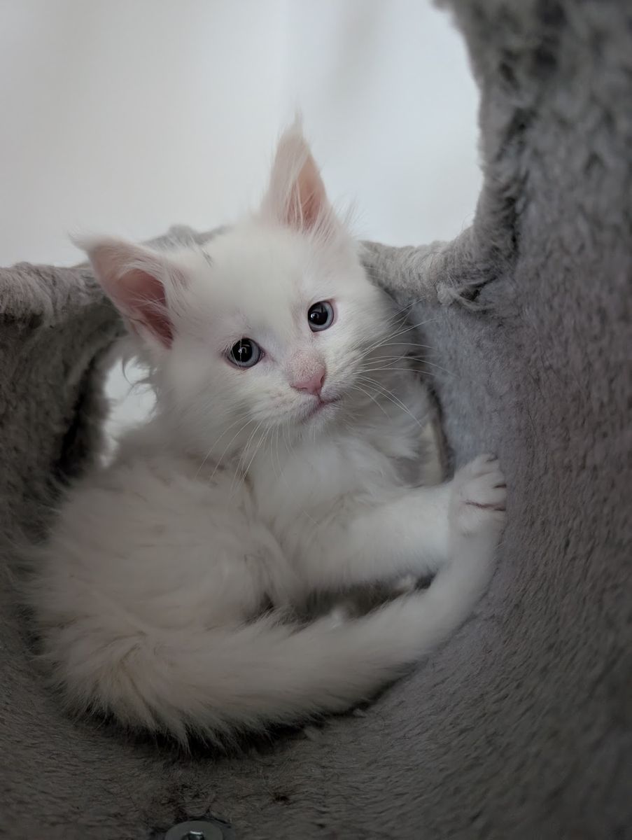 2 White male Maine Coon kittens ready to go!!