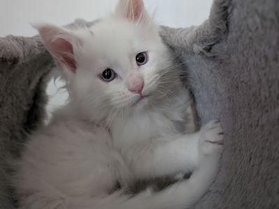 2 White male Maine Coon kittens ready to go!!