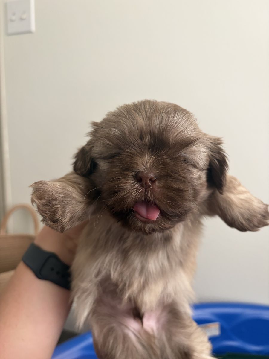 Shih Tzu Puppy - Liver Nose