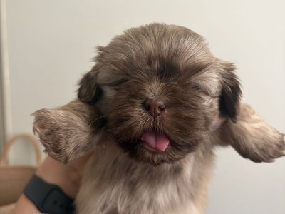 Shih Tzu Puppy - Liver Nose