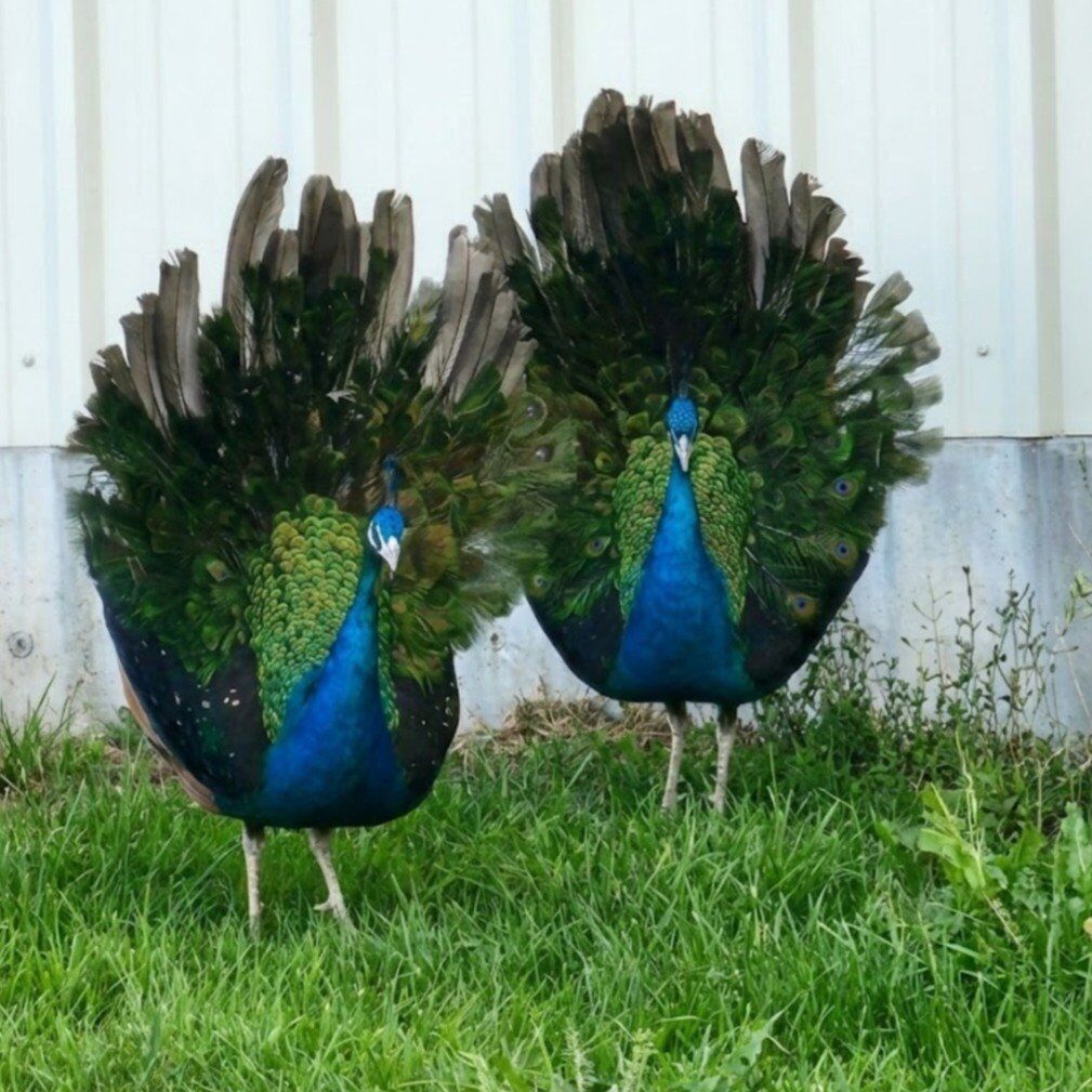 Peacocks