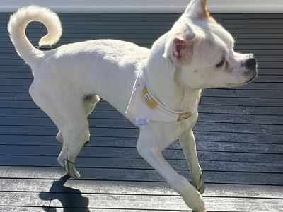 Italian Greyhound Boston Terrier Mix (Bluey)