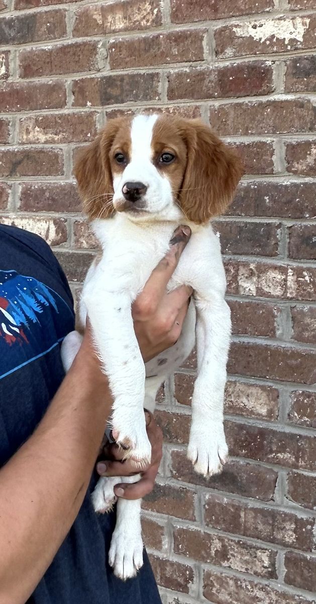 French Brittany Puppies