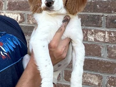 French Brittany Puppies