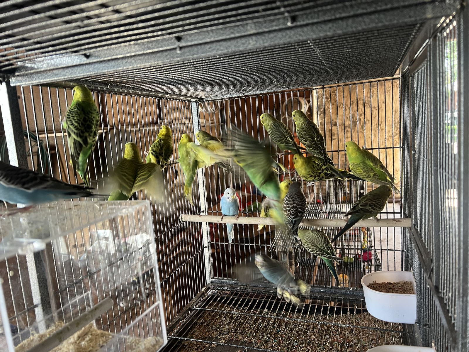 Healthy Flock of Parakeets Budgies in Various Colors