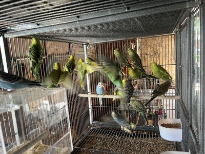 Healthy Flock of Parakeets Budgies in Various Colors