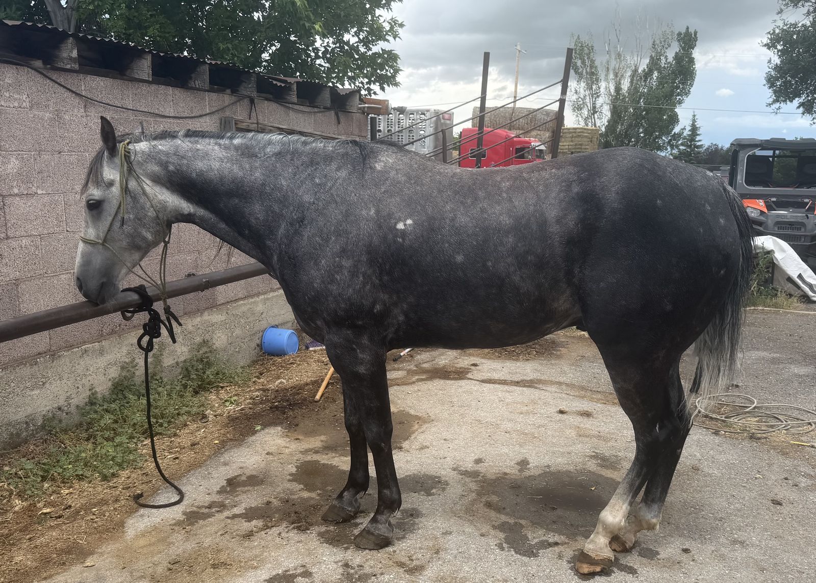 Big, gray ranch gelding