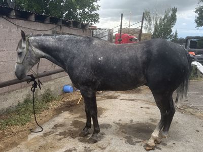 Big, gray ranch gelding
