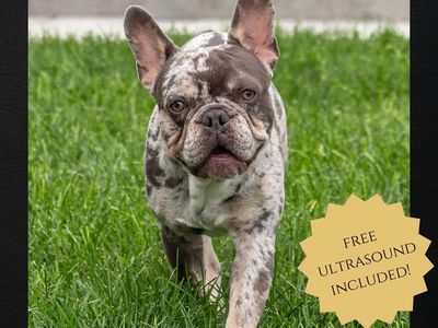 Regal AKC french Bulldog Stud Excellent Health and Temper