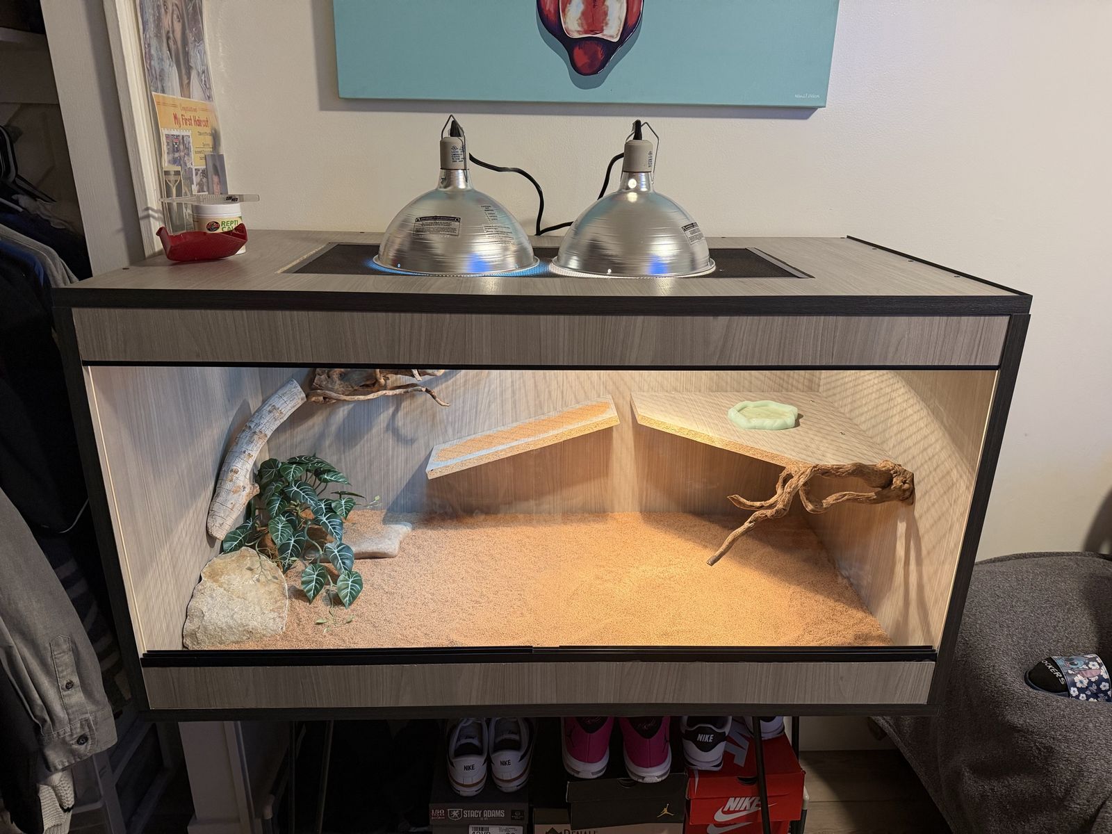 Bearded Dragon with Full Setup
