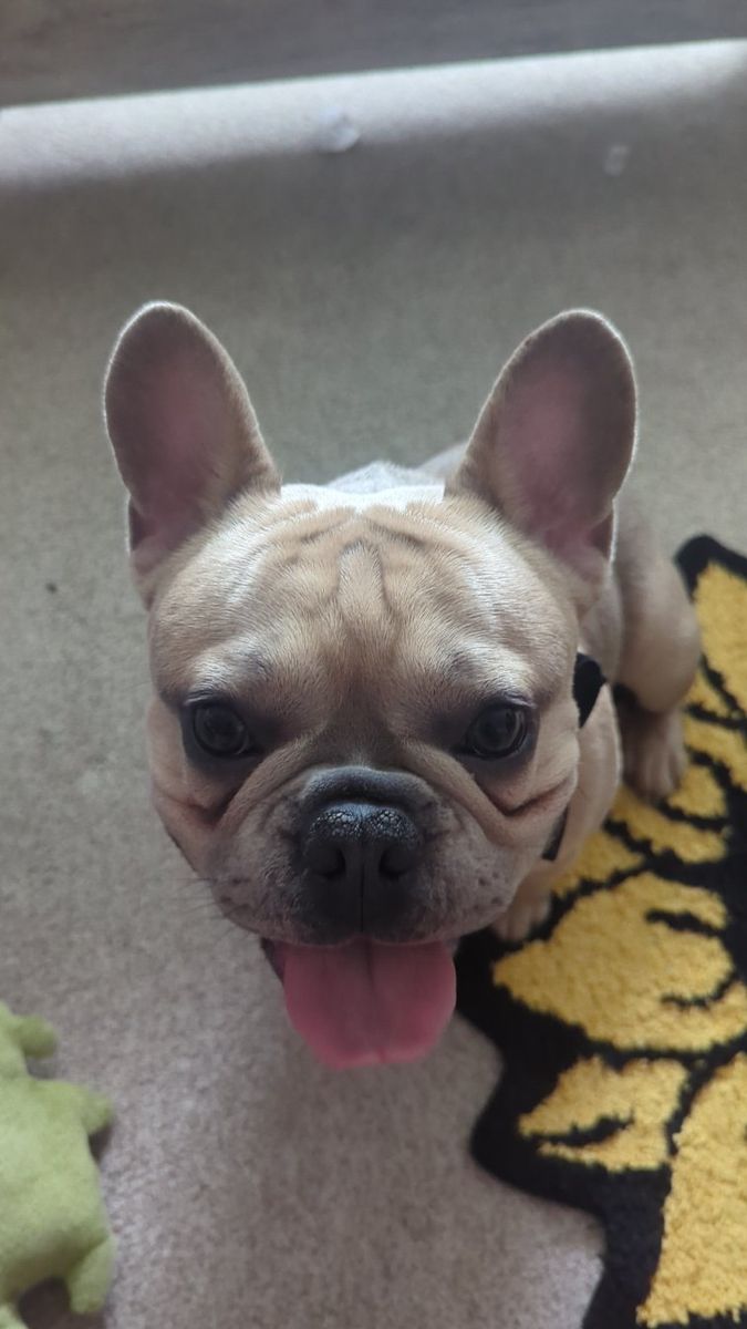 1 yo Frenchie stud