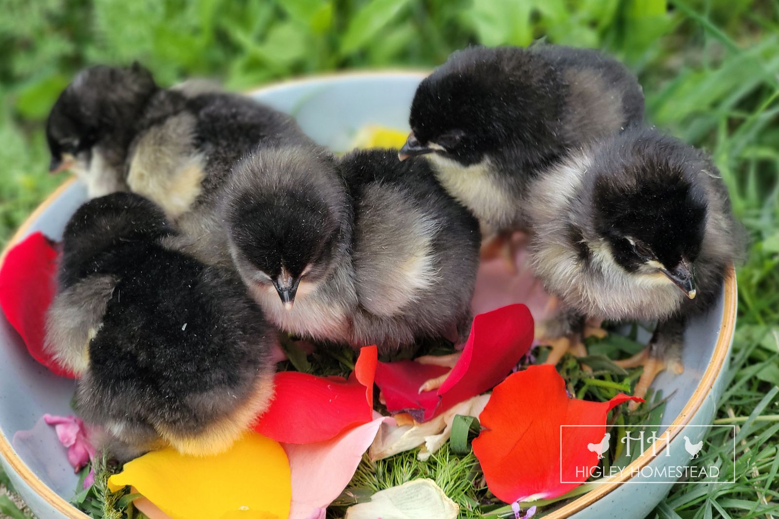 Black Copper Marans Chicks - Spring Sale!