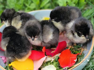 Black Copper Marans Chicks - Spring Sale!