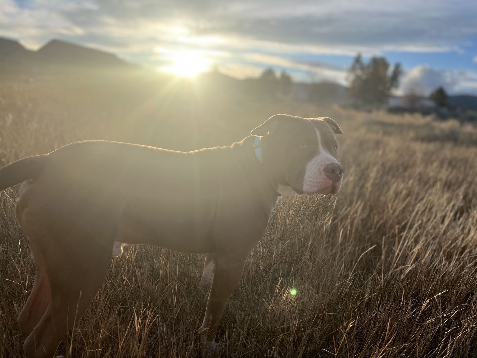 XL Bully/Red Nose Mix