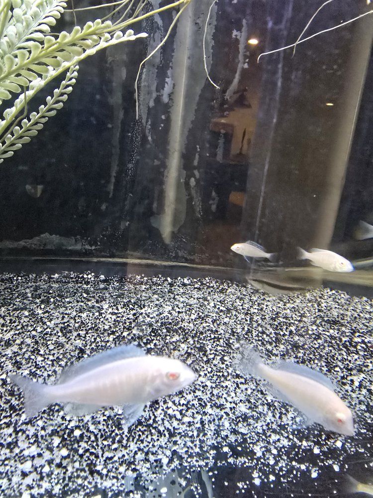 Albino Dolphin Malawi Cichlid