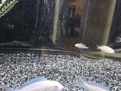 Albino Dolphin Malawi Cichlid