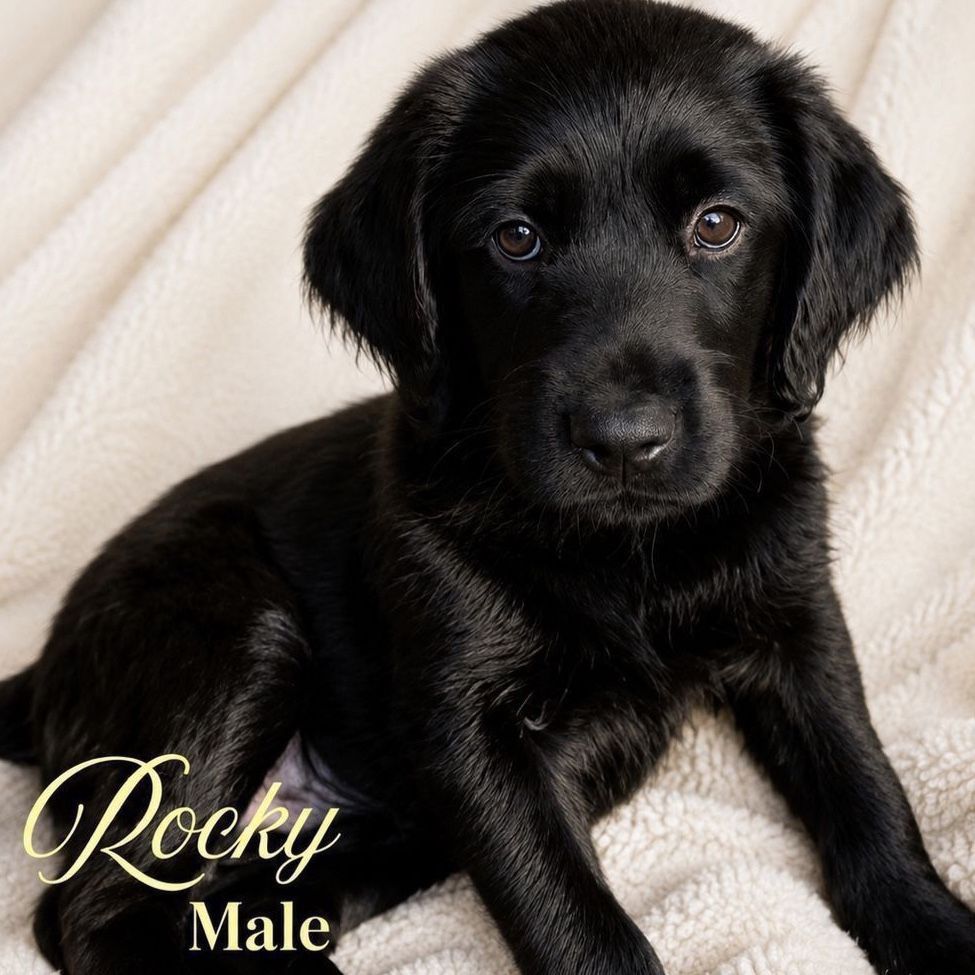 2 Male Labradoodle Puppies | Ready Now