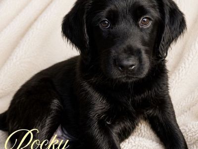 2 Male Labradoodle Puppies | Ready Now