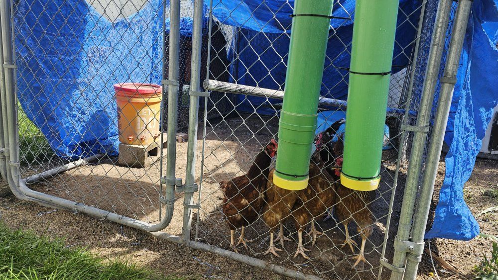 Large Chicken Coop with Enclosed Run and Automated Door