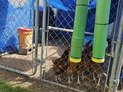 Large Chicken Coop with Enclosed Run and Automated Door
