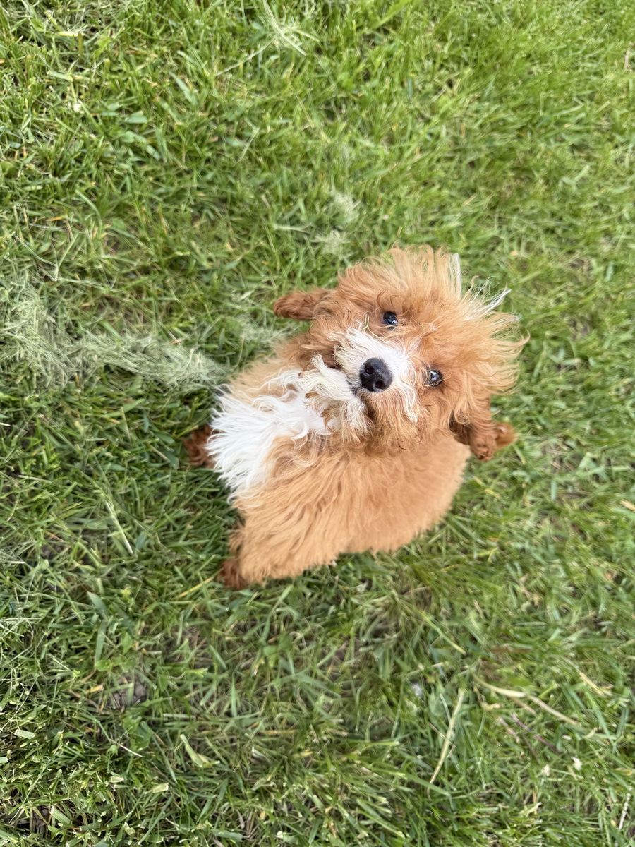 Male Micro Cavapoo