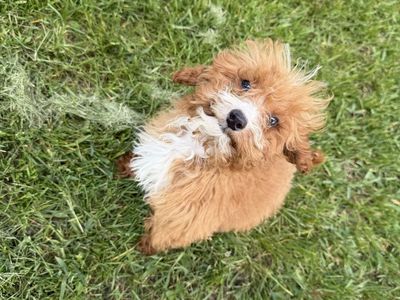 Male Micro Cavapoo