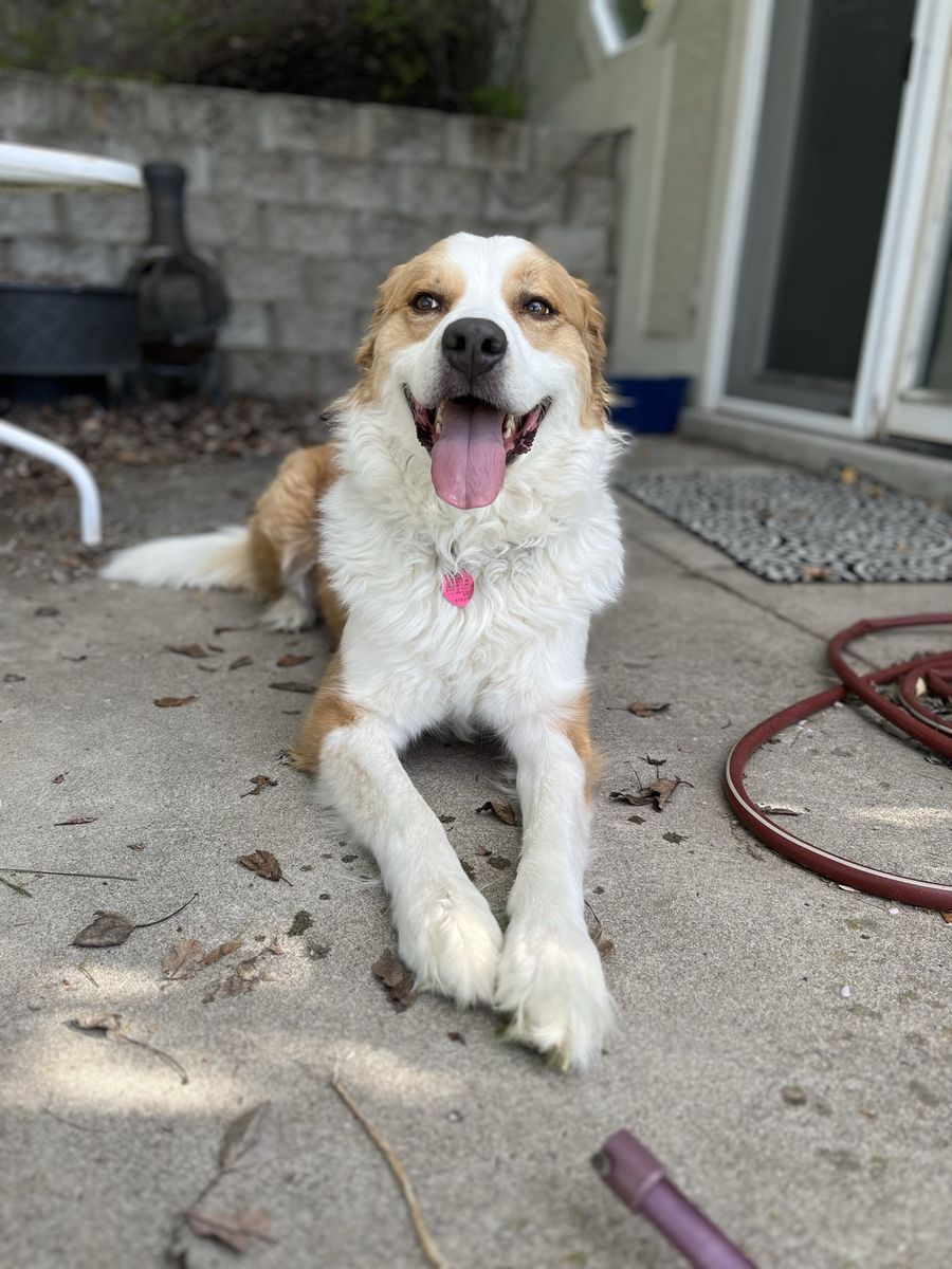 Great Pryenese/ Bernese Mtn Dog Mix
