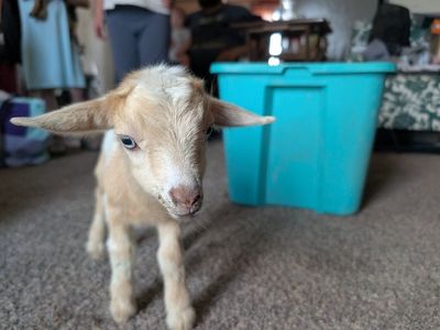 Nigerian Dwarf Goats - Kids, Male & Female available