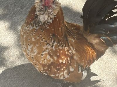 Free Rooster