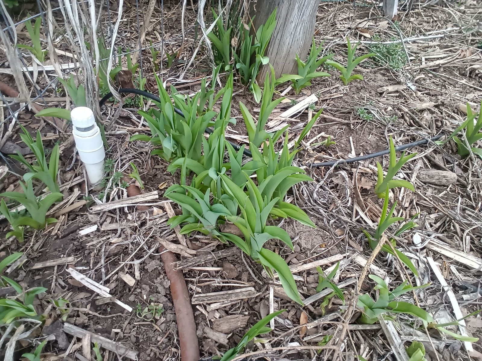 Day lilies, orange blooms