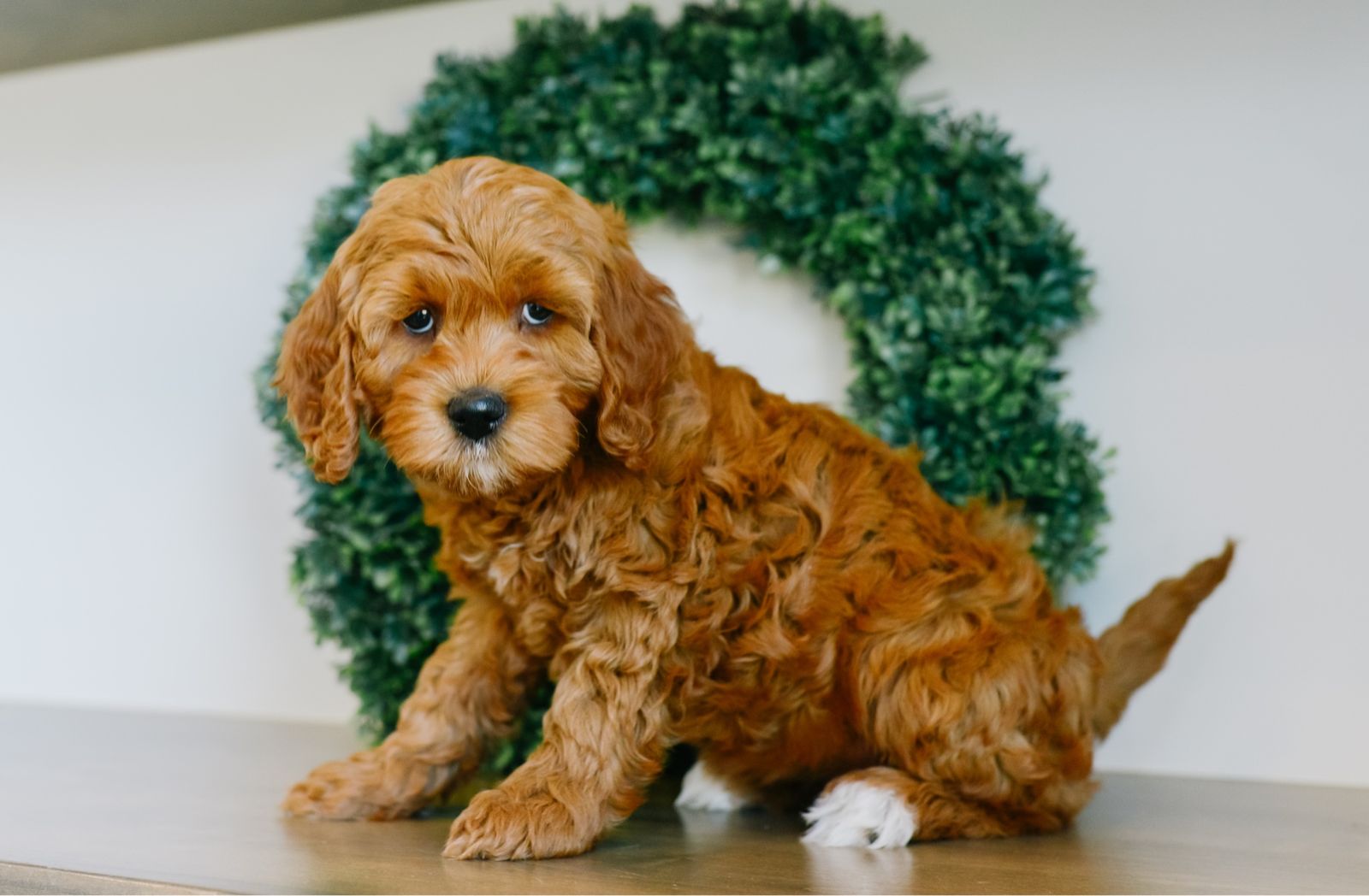 Petite Mini Goldendoodles