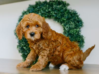 Petite Mini Goldendoodles