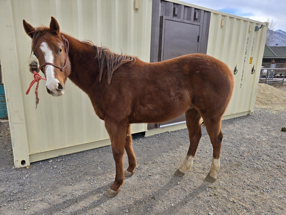 Pink & Ruby buckle gelding