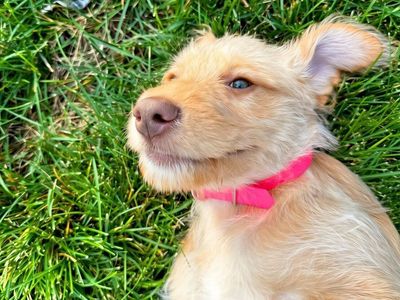 Last Petite Cream Doodle Girl – Gentle Family Puppy