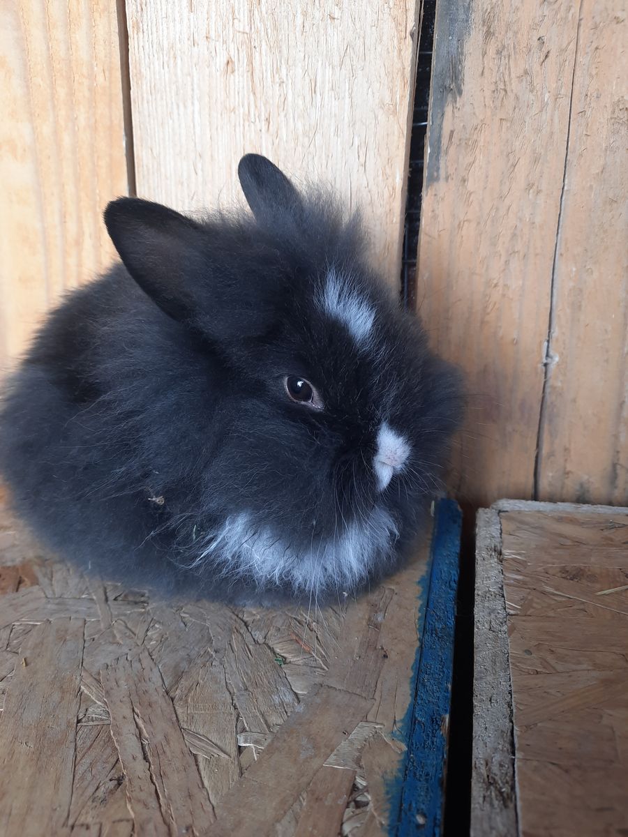 Lionhead Mix Bunny