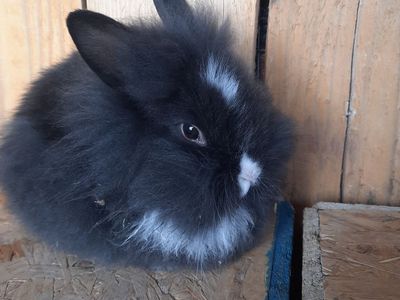 Lionhead Mix Bunny
