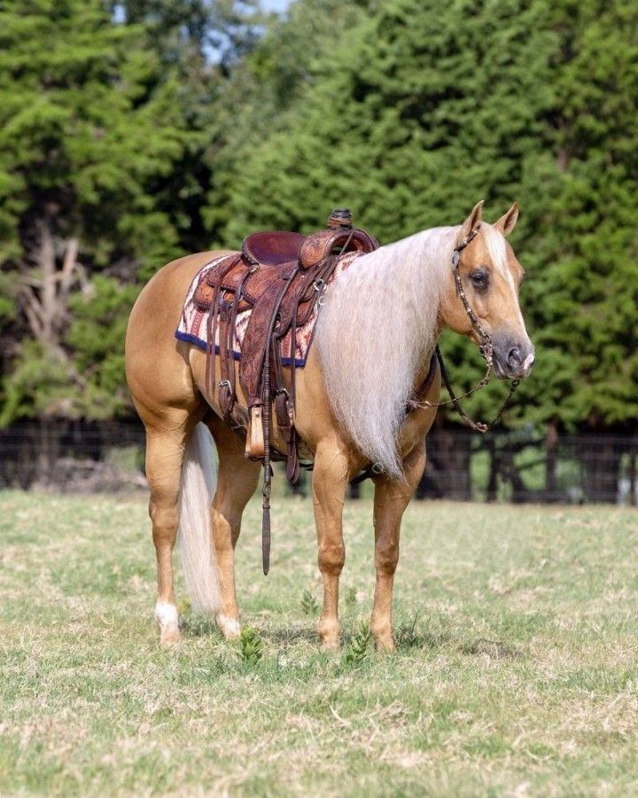 Palomino Quarter Horse Gelding