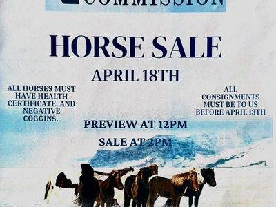 Horse Auction