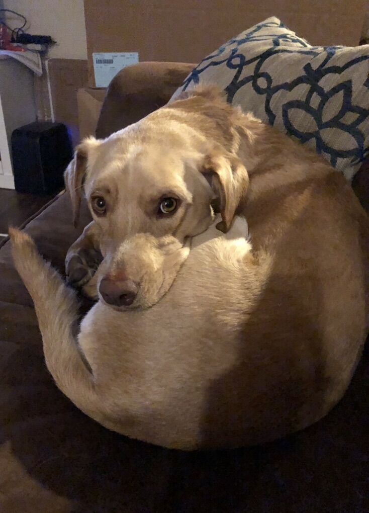 Westley- (10 Yrs Old)