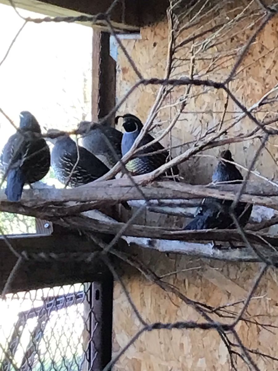 California quail eggs