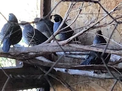 California quail eggs