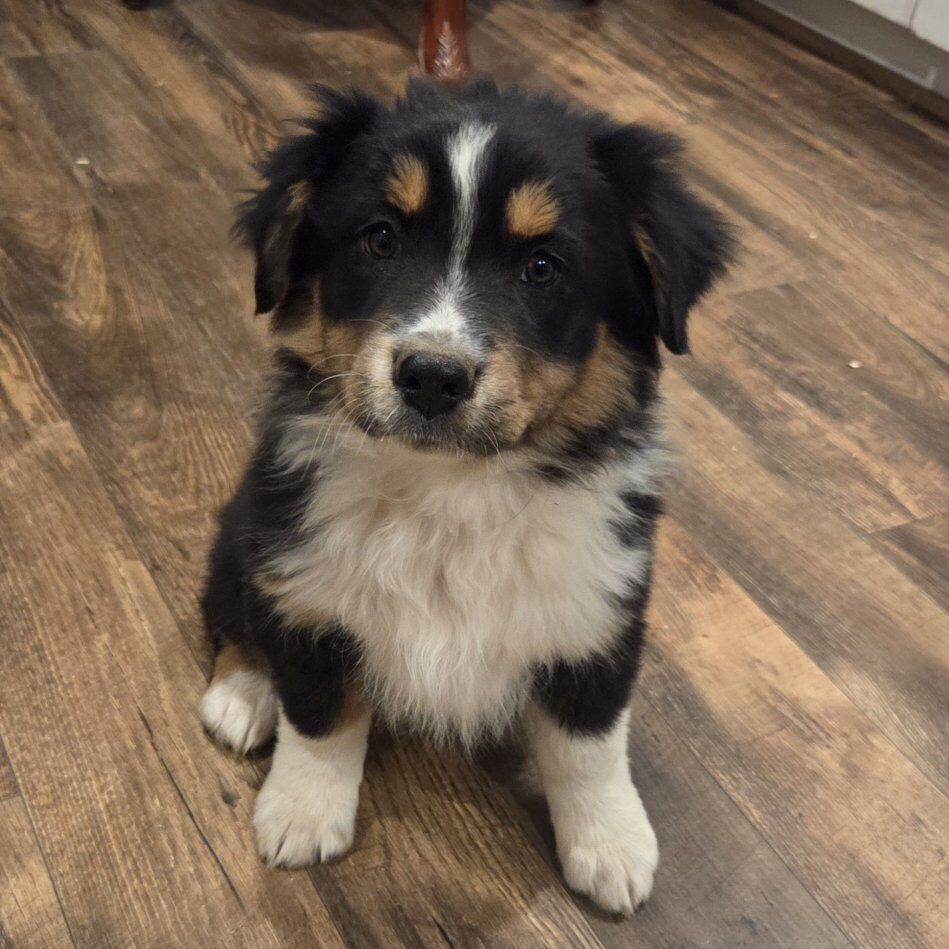 AKC Australian Shepherd puppies
