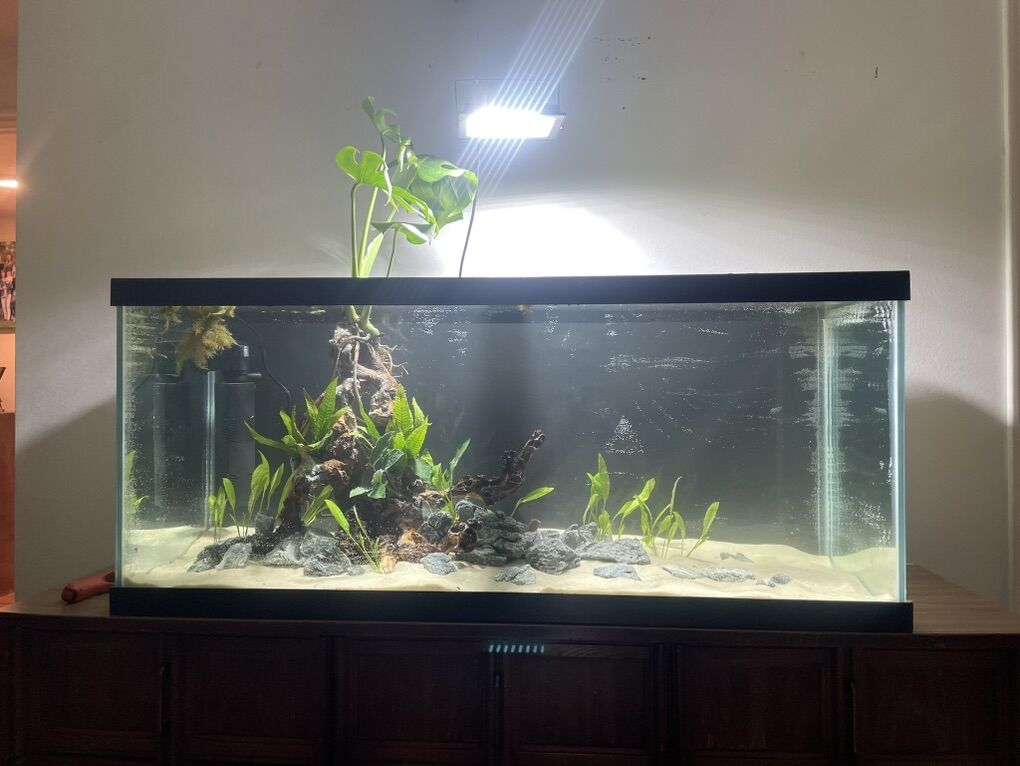 75 Gallon fish tank full set up