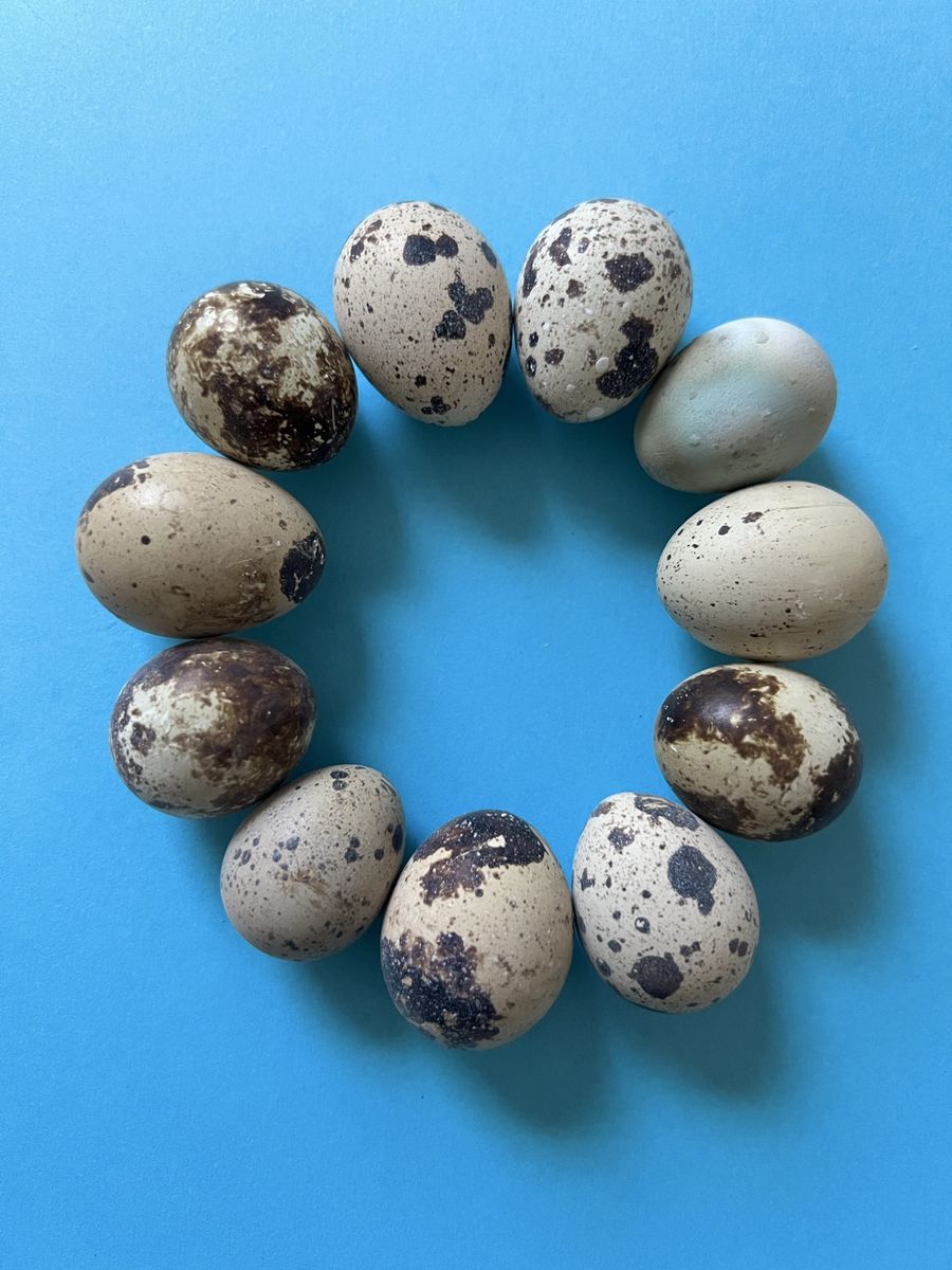 Fresh Jumbo Quail Eggs for Hatching, Eating or Pets