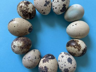 Fresh Jumbo Quail Eggs for Hatching, Eating or Pets