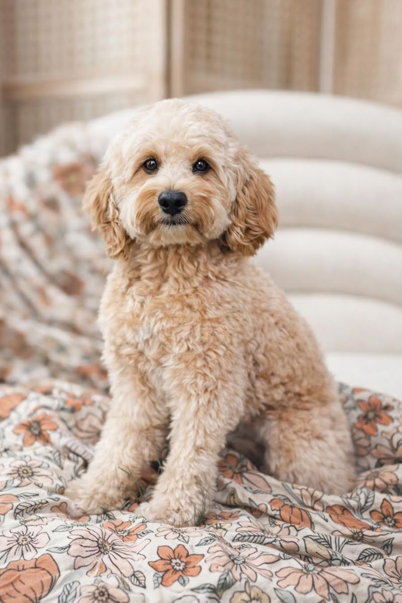 Beau - 16lbs. -/- Multigen Toy Cavapoo Stud/35% Cavalier