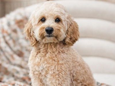 Beau - 16lbs. -/- Multigen Toy Cavapoo Stud/35% Cavalier